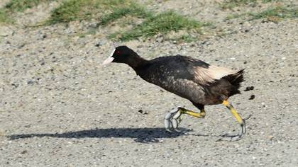 Eurasian Coot