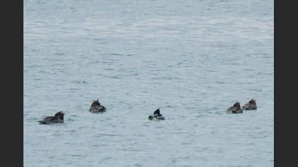 Red-breasted Merganser