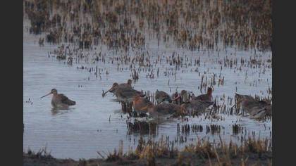 Black-tailed Godwit