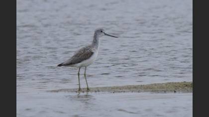 Common Greenshank