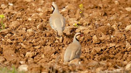 Chukar Partridge