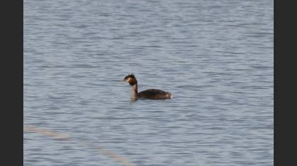 Great Crested Grebe