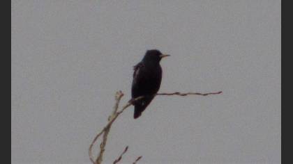 Common Starling