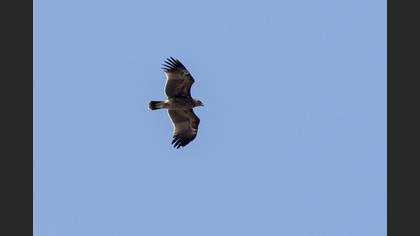 Lesser Spotted Eagle