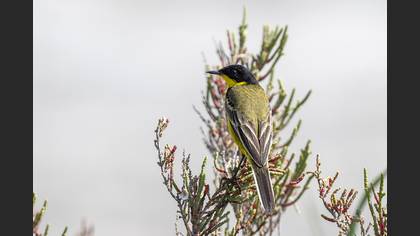 Western Yellow Wagtail