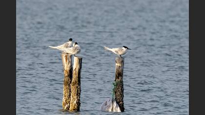 Sandwich Tern