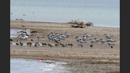 Gull-billed Tern