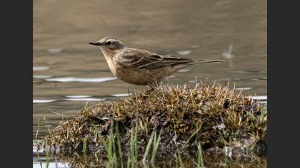 Water Pipit