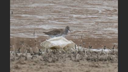 Common Redshank