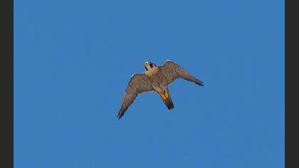 Peregrine Falcon