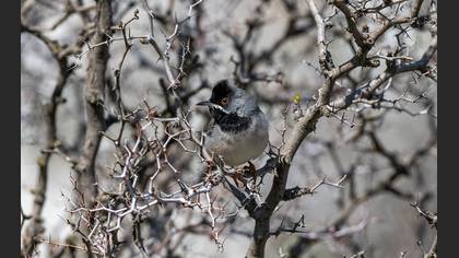 Rüppell`s Warbler