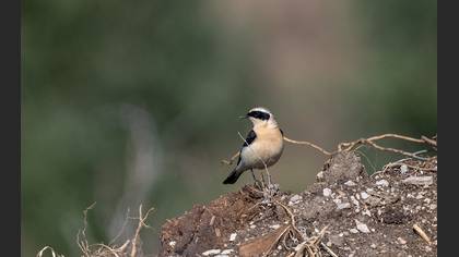 Black-eared Wheatear