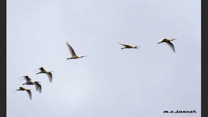 Eurasian Spoonbill