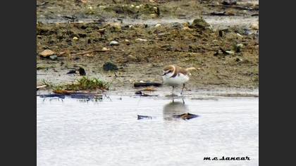 Kentish Plover