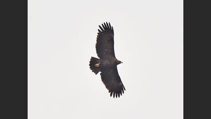 Greater Spotted Eagle