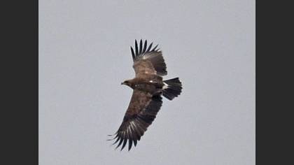 Lesser Spotted Eagle