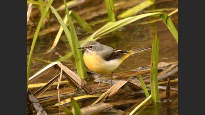 Western Yellow Wagtail