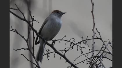 Eurasian Blackcap