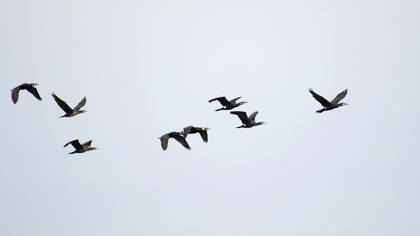 Great Cormorant