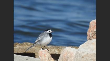 White Wagtail