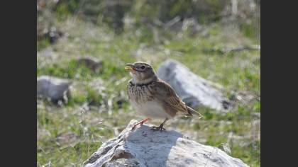 Calandra Lark