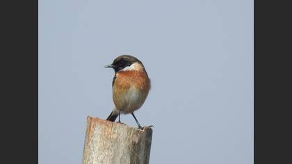 European Stonechat