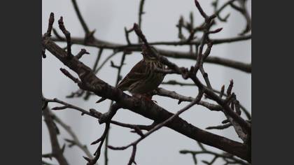 Meadow Pipit