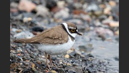 Little Ringed Plover