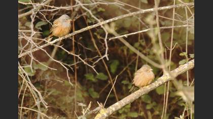 Cretzschmar`s Bunting