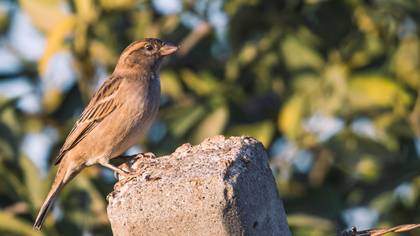 House Sparrow