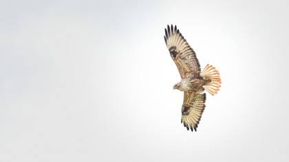 Long-legged Buzzard