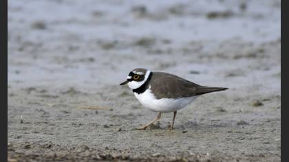 Little Ringed Plover