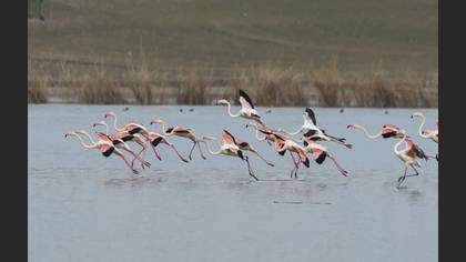Greater Flamingo