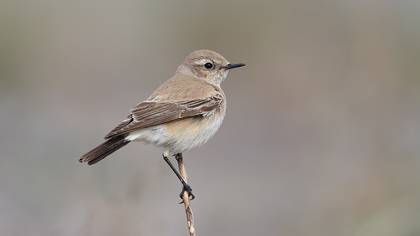 Desert Wheatear