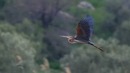 Purple Heron