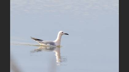 Slender-billed Gull