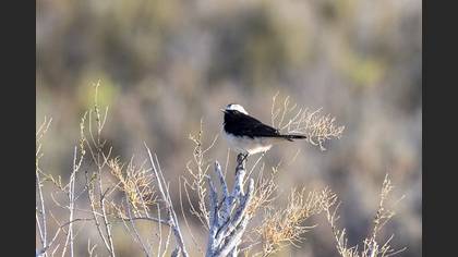 Pied Wheatear