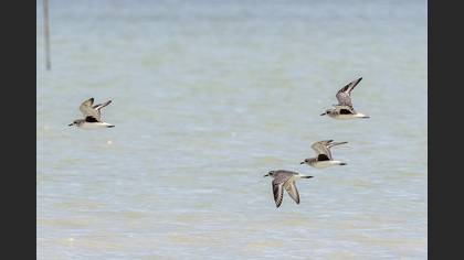 Grey Plover