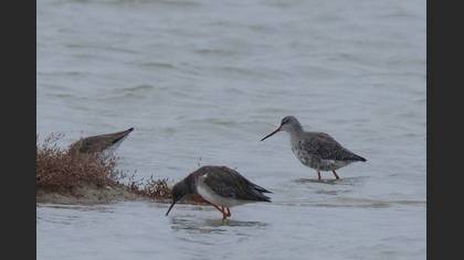 Spotted Redshank