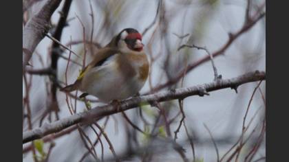 European Goldfinch