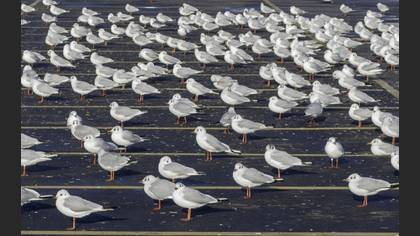 Black-headed Gull