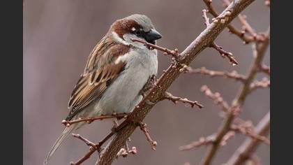 House Sparrow