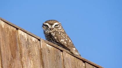 Little Owl