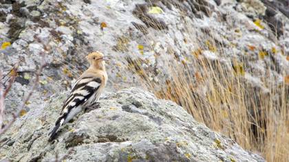Common Hoopoe
