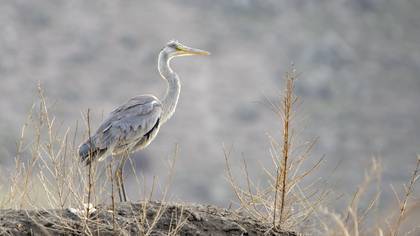 Grey Heron