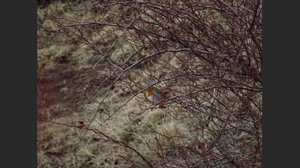 European Robin