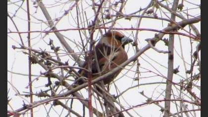 Hawfinch