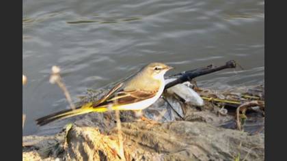 Grey Wagtail