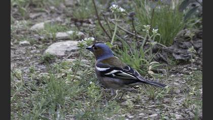 Eurasian Chaffinch
