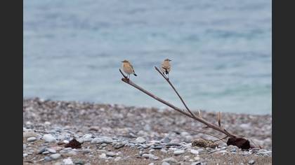 Isabelline Wheatear
